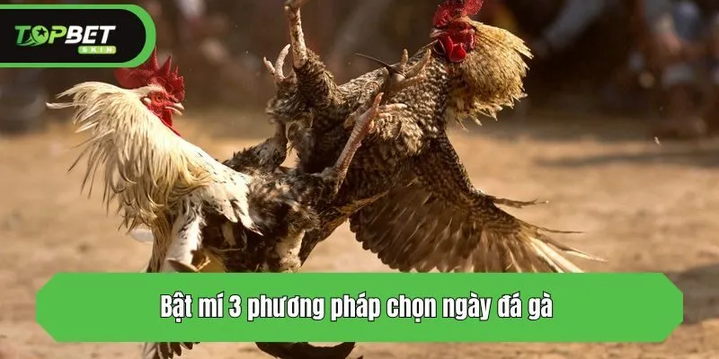 Bật mí 3 phương pháp chọn ngày đá gà