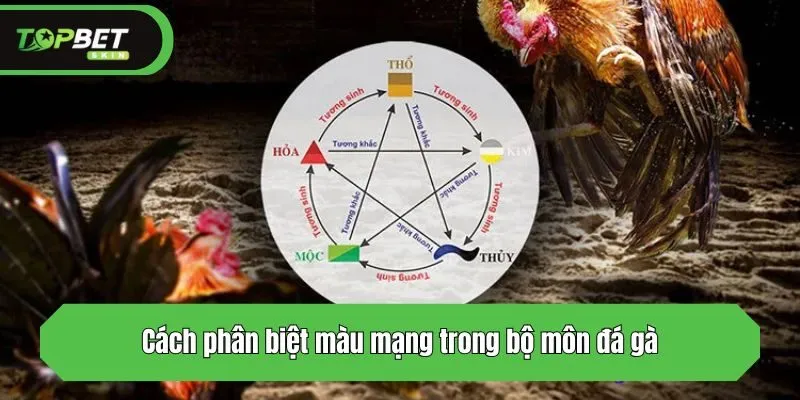 Cách phân biệt màu mạng trong bộ môn đá gà