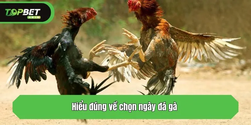 Hiểu đúng về chọn ngày đá gà