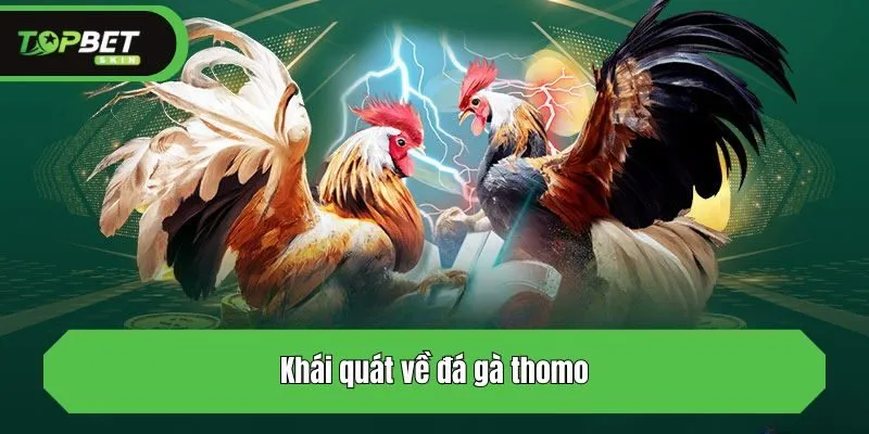 Khái quát về đá gà thomo