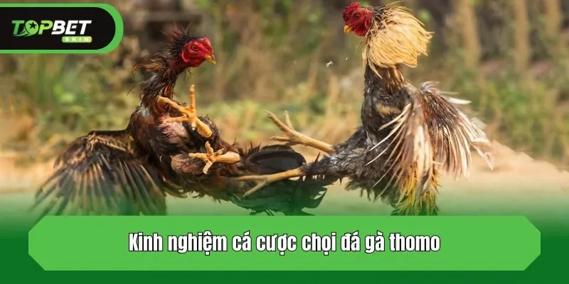 Kinh nghiệm cá cược chọi gà đỉnh cao
