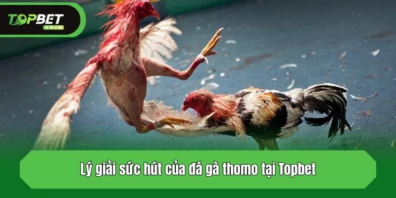 Lý giải sức hút của đá gà thomo tại Topbet