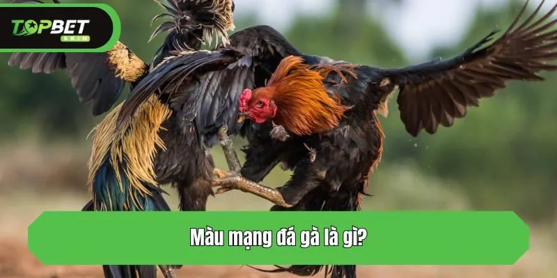 Màu mạng đá gà là gì?