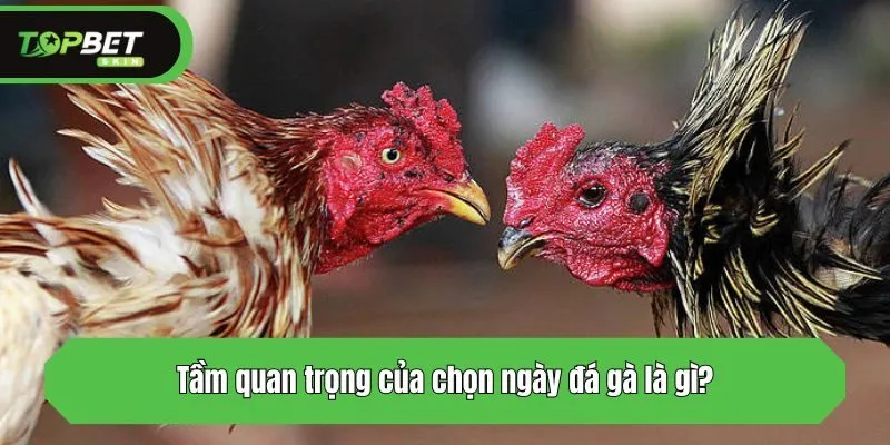 Tầm quan trọng của chọn ngày đá gà là gì?